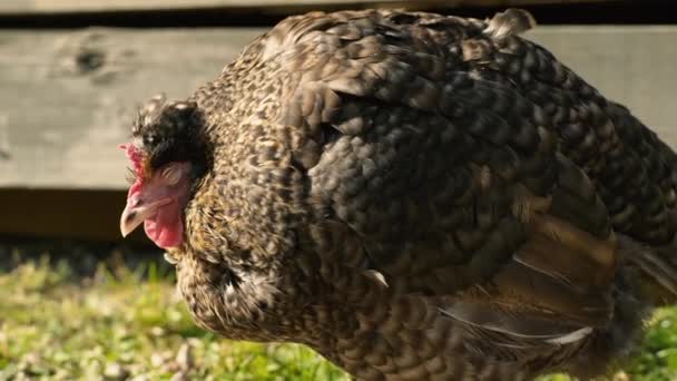 Gallina Durmiendo Sol — Vídeo de stock