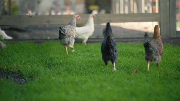 Kippen Kippen Groen Gras Erf — Stockvideo