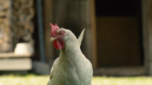 Weiße Henne Geht Auf — Stockvideo