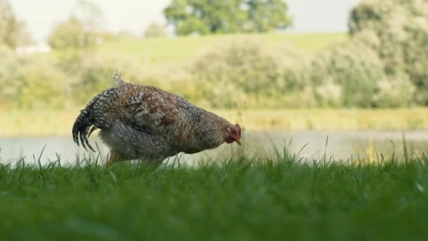 Braune Henne Zupft Gras Auf Einem Hof Mit Teich Hintergrund — Stockvideo