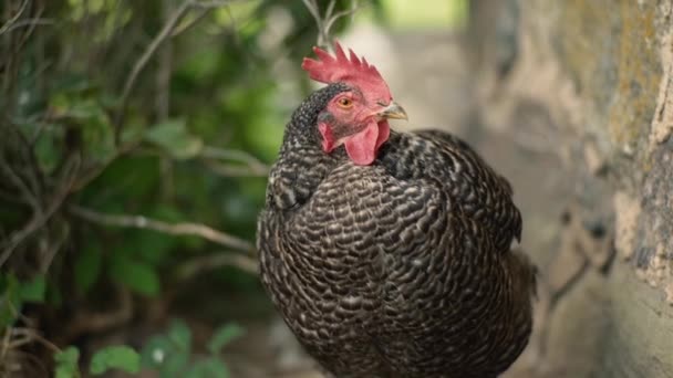 在绿草农场的黑母鸡 — 图库视频影像