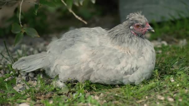 灰母鸡在一个绿色的草农家院 — 图库视频影像