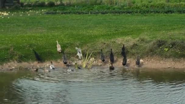 Patos Índios Correndo Saindo Uma Lagoa — Vídeo de Stock
