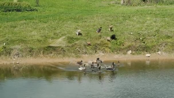 印度奔跑的鸭子进入池塘 — 图库视频影像