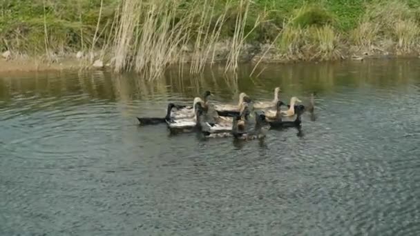 Indio Corriendo Patos Estanque — Vídeo de stock