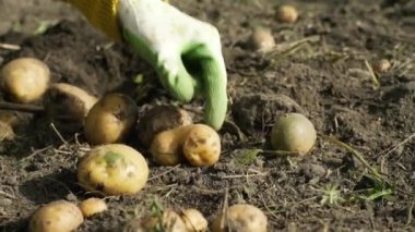 El ile yerden patates toplama