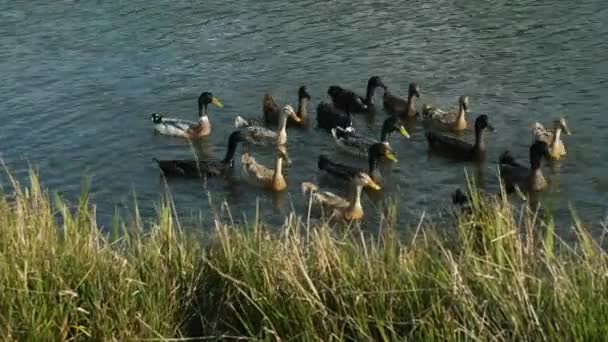在池塘里奔跑的印度鸭子 — 图库视频影像