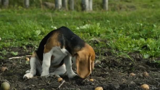 Bir Köpek Yavrusu Ile Yerde Patates — Stok video