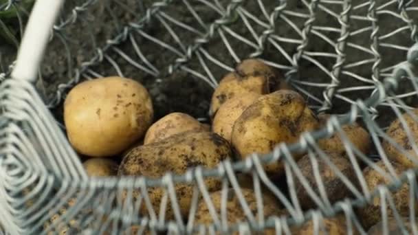 Kartoffeln Frisch Aus Der Erde Einem Korb — Stockvideo