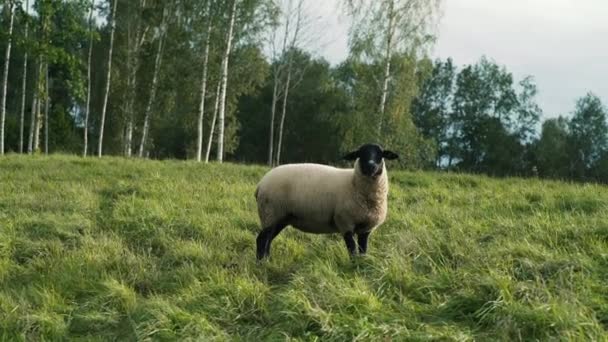 Moutons Sur Herbe Verte Flanc Colline Coucher Soleil — Video