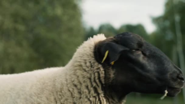 Овцы Закрыть Портрет — стоковое видео