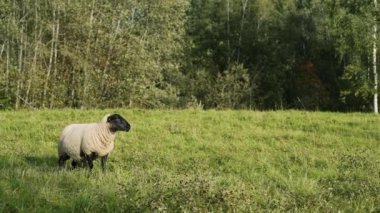 Yeşil çim yamaçta bir gün batımı içinde koyun