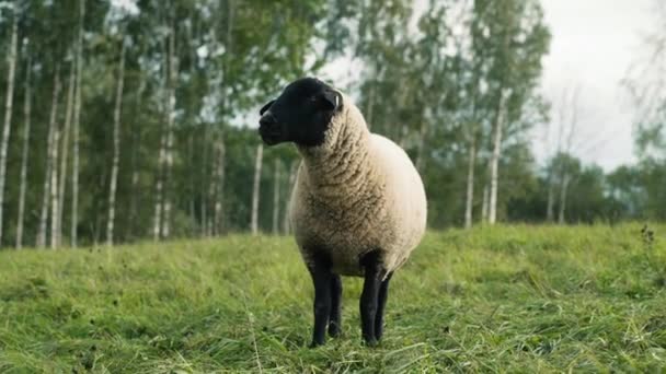 Portrait Complet Mouton Sur Colline Herbe Verte Coucher Soleil — Video