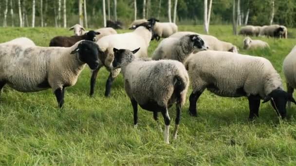 Ovce Zelené Travní Úbočí Při Západu Slunce — Stock video