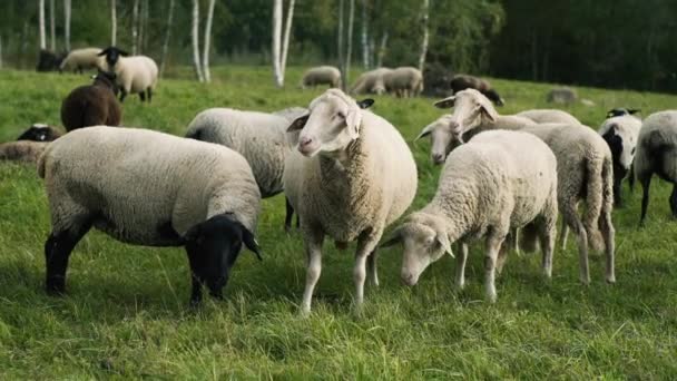 Moutons Sur Flanc Herbe Verte Dans Coucher Soleil — Video