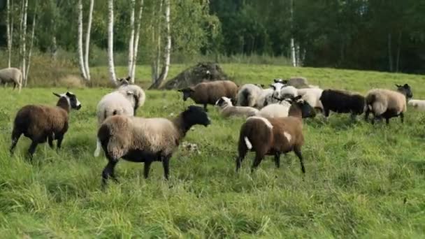 Ovce Zelené Travní Úbočí Při Západu Slunce — Stock video