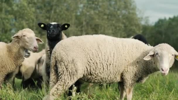 Moutons Sur Flanc Herbe Verte Dans Coucher Soleil — Video