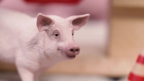 Пластиковая Миниатюрная Свинья Игрушками Вокруг — стоковое видео