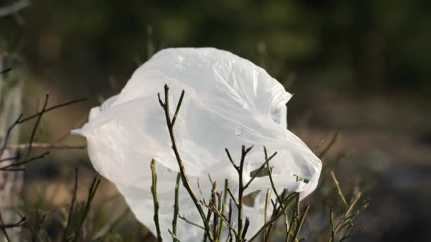 Plastic Zak Weggegooid Het Bos — Stockvideo