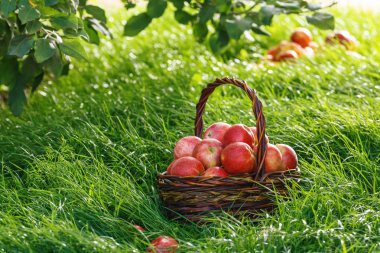 Hasat. Bir sepet içinde elma ve bir elma ağacının dalları altında çim üzerinde.