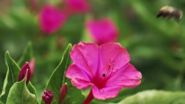 Yağmurdan önce bir arı mirabilis çiçeğinin üzerinden uçar..