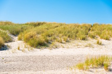 Kumsalda sazlıklar ve çimenler.