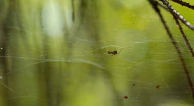Ormanda baş aşağı asılı küçük bir örümceğin makro görüntüsü..