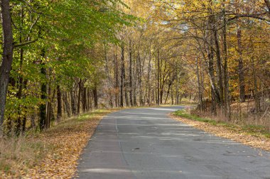 Küçük bir yol sonbahar ormanında kıvrılıyor..
