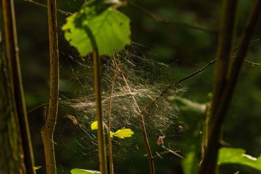 Örümcekler ormanda dallar arasında ağ örerler..