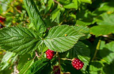 Parlatılmış ahşap tekne zemini.