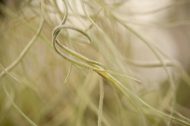 Long, abstract and green stems of a plant.