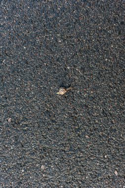 Bir bahçe salyangozu asfalt bir yolda tehlikeli bir gezinti yapıyor..