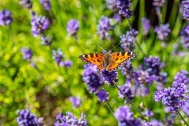 Bir çiçek üzerinde küçük kaplumbağa kabuğu (Aglais urticae).