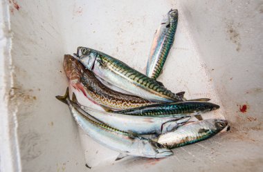 Bir kutuda Atlantik uskumrusu (Scomber scombrus).