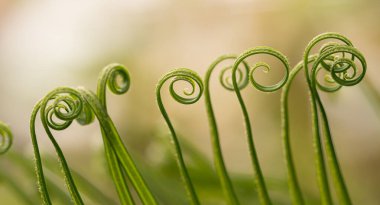 Polypodiopsida 'nın sarmal yapraklarını kapat