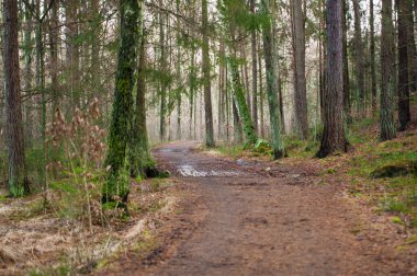 Sonbaharda yol biraz sisli ormana çıkar..
