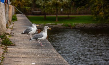 İki genç martı (Larus argentatus) bir çıkıntıda oturmuş, yiyeceğin ortaya çıkmasını bekliyor..