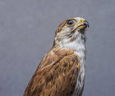 Gri arkaplana karşı doldurulmuş bir akbaba.