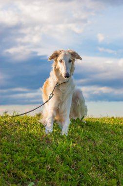 A borzoi dog in a leash lying down in the grass. clipart