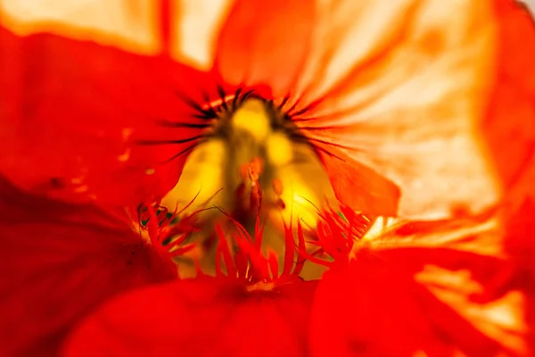 Pétalos Polen Una Flor Roja Brillante — Foto de Stock