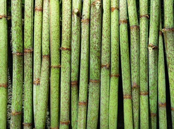 Stems of invasive Japanese knotweed (Fallopia japonica)