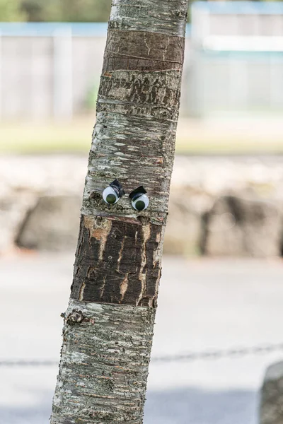 Googly eyes on an angry tree.