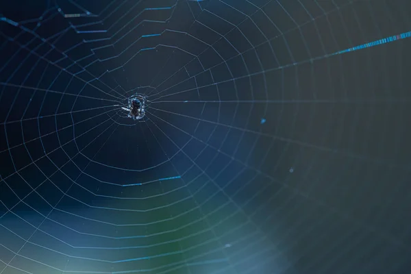 Small spider in it\'s web on blue background.
