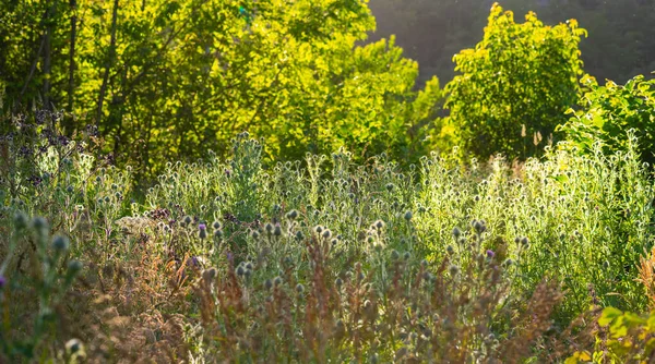 Guardando Campo Erba Una Foresta Sullo Sfondo — Foto Stock