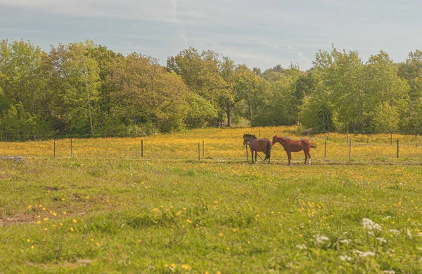 Two Brown Horses Summer Green Blooming Meadow — Stock Photo, Image