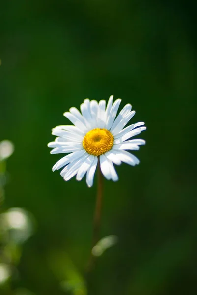 Biały Stokrotka Kwiat Zielonej Trawie — Zdjęcie stockowe