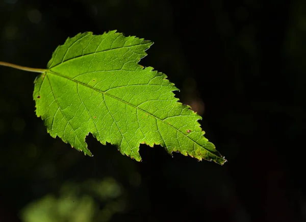 Лист Зеленого Дерева Темному Фоні — стокове фото