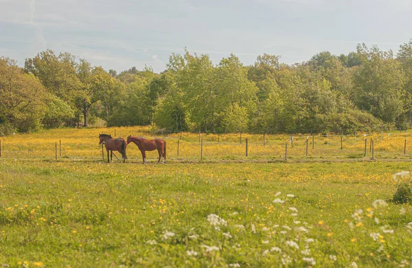 Two Brown Horses Summer Green Blooming Meadow — Stock Photo, Image