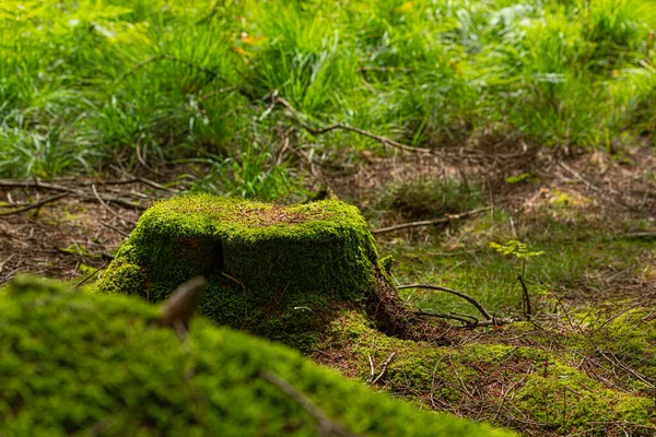 Tige Arbre Recouverte Mousse Verte Douce — Photo