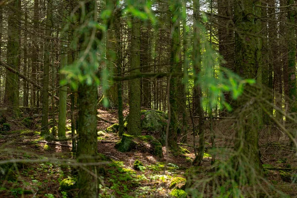 Keresek Egy Zöld Fenyőerdőt — Stock Fotó